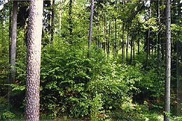 Typischer Waldaufbau in der Hillerschen „Edelburg“