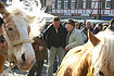 Pferdehandel auf dem Leonberger Marktplatz